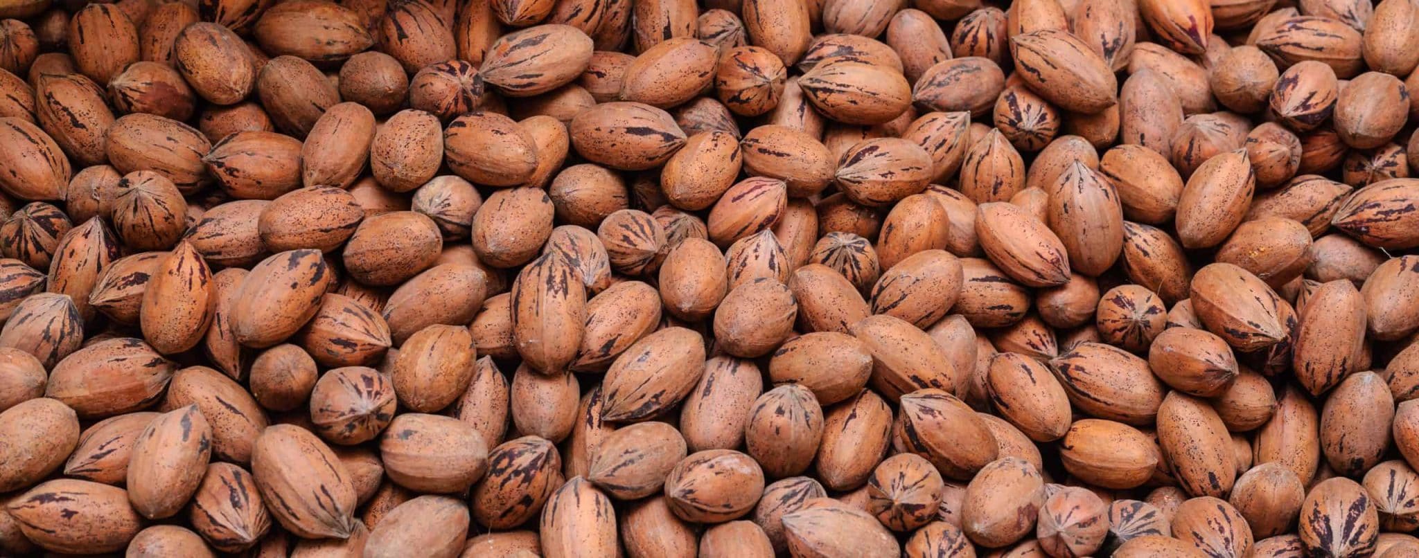 Seasonal Home Ace Hardware